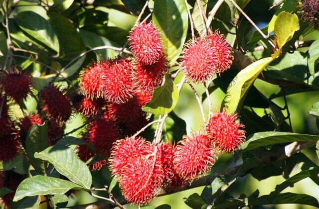 Rambutan