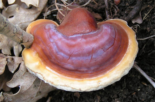 Reishi