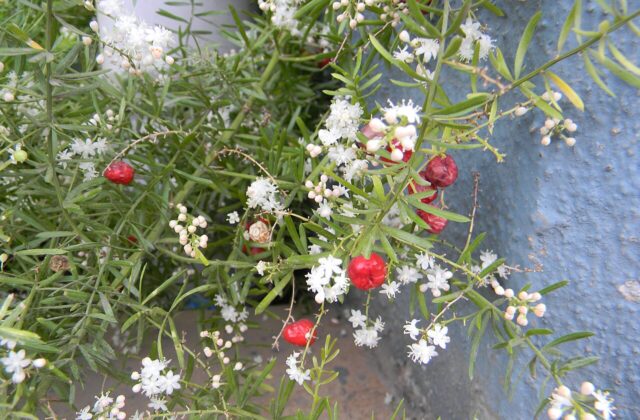 Shatavari