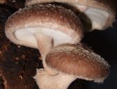 Shiitake