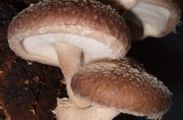 Shiitake