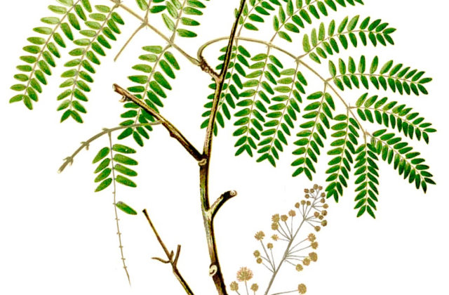 Shikakai