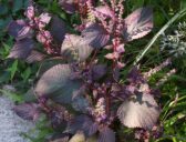 Shiso