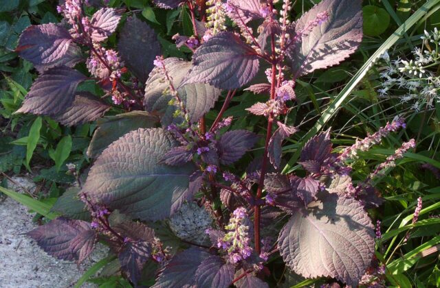 Shiso