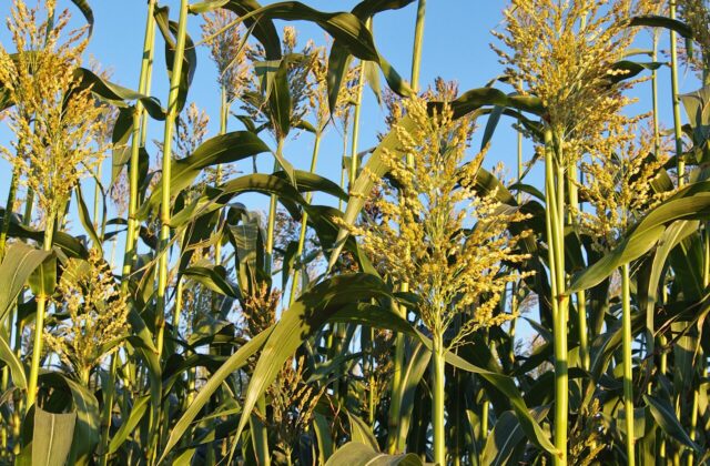 Sorgo