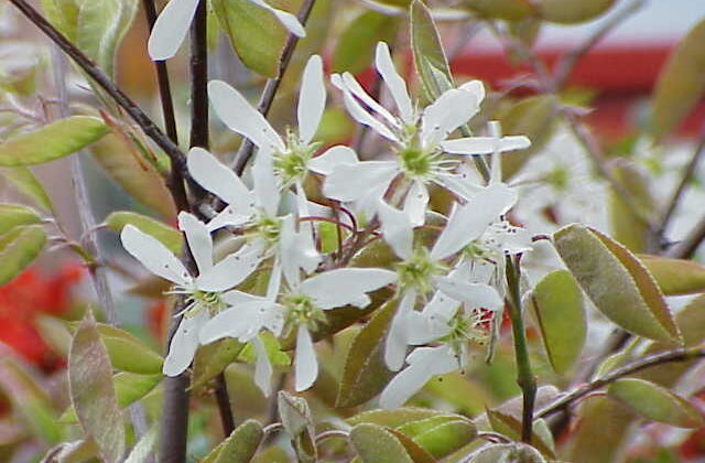 Świdośliwa