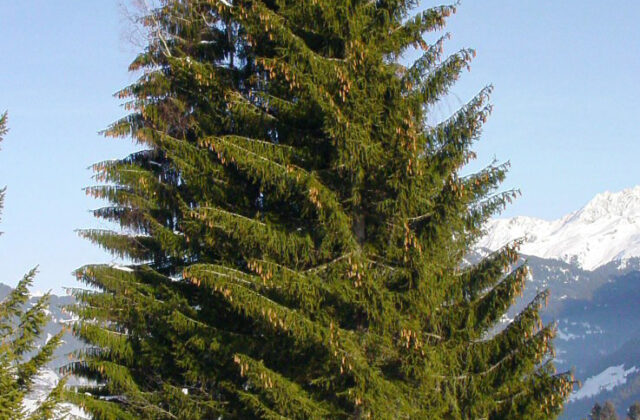 Świerk
