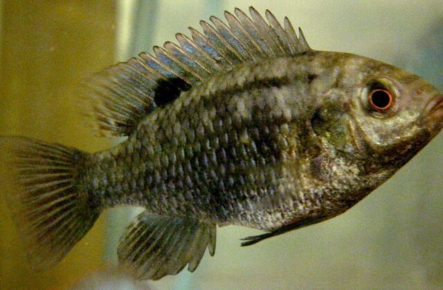 Tilapia