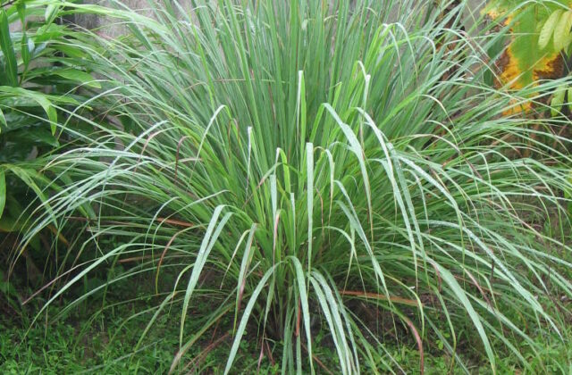 Trawa cytrynowa