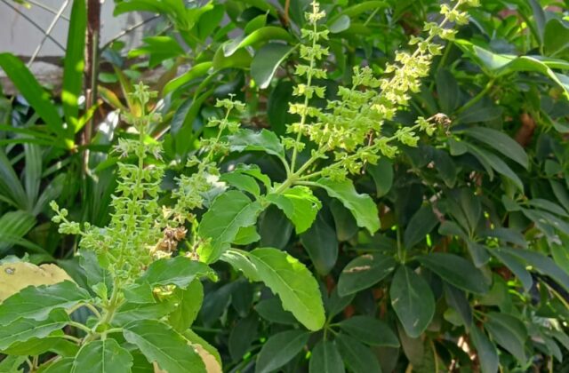Tulsi