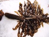 Wakame