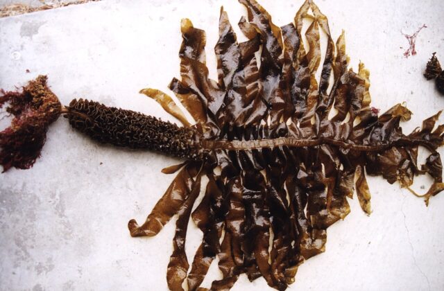 Wakame