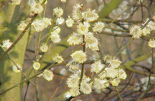 Wierzba iwa