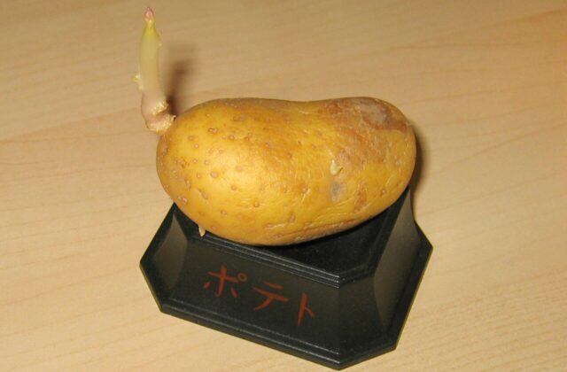 Ziemniaki